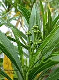 Psiadia dentata.ti mangue.bois collant.asteraceae.endémique Réunion;P1790061