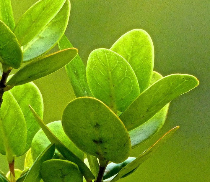 Pyrostria orbicularis .bois mussard .rubiaceae.endémique Réunion. P1780945