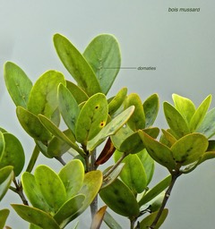Pyrostria orbicularis.bois mussard.rubiaceae.endémique Réunion .P1780940