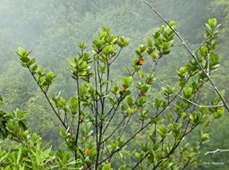 Pyrostria orbicularis.bois mussard .rubiaceae.endémique Réunion.P1780941