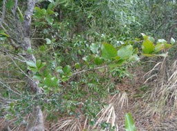 Scolopia heterophylla - Bois de tisane rouge - SALICACEAE - Endémique Mascareignes - DSC01297