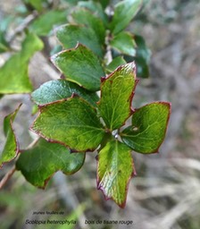 Scolopia heterophylla .bois de tisane rouge.(jeunes feuilles) salicaceae.endémique Mascareignes.P1790144