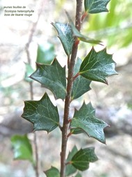 Scolopia heterophylla. bois de tisane rouge. jeunes feuilles .(hétérophyllie )salicaceae. endémique Mascareignes .P1790146