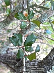 Scolopia heterophylla .bois de tisane rouge .(jeunes feuilles ) salicaceae.endémique Mascareignes .P1790150