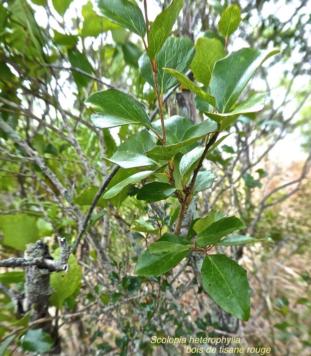 Scolopia heterophylla .bois de tisane rouge.salicaceae.endémique Mascareignes.P1790148