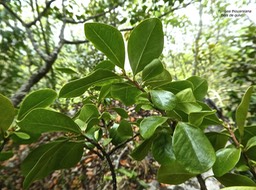 Turraea thouarsiana.bois de quivi.meliaceae.endémique Réunion Maurice.P1780997