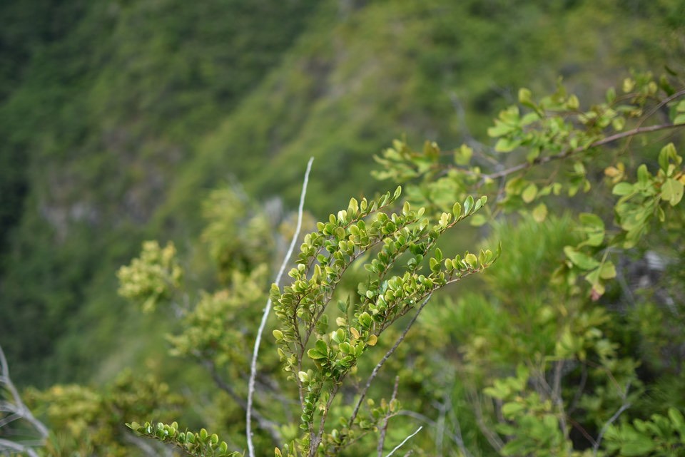 Turrea thouarsiana - Bois de quivi - MELIACEAE - Endémique Réunion, Maurice - MAB_7224