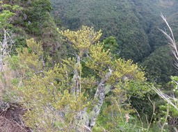 14 Erythroxylum hypericifolium Lam. - Bois d'huile - Erythroxylaceae - Endémique Réunion, Maurice