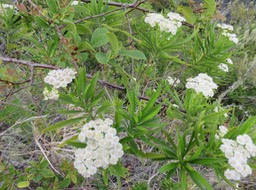 15 Fleurs de Psiadia dentata - Ti mangue - Asteraceae - endémique R