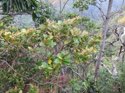 17 Erythroxylon laurifolium- Bois de rongue - Erythroxylacée- BM