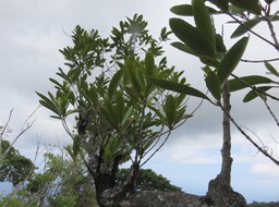 20 Elaeodendron orientale (Cassine orientalis) - Bois rouge - CELASTRACEAE - endémique de la Réunion de Maurice et de Rodrigues