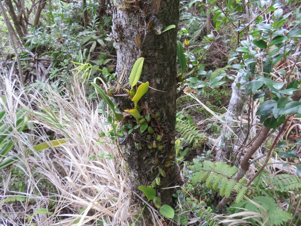 25 Bulbophyllum longiflorum  -