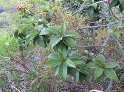 26 Foetidia mauritiana Lam. - Bois puant - Lecythidaceae - Endémique Réunion et Maurice.