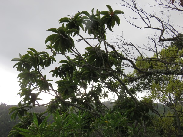 27 Foetidia mauritiana Lam. - Bois puant - Lecythidaceae - Endémique Réunion et Maurice.
