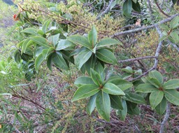 28 Foetidia mauritiana Lam. - Bois puant - Lecythidaceae - Endémique Réunion et Maurice.