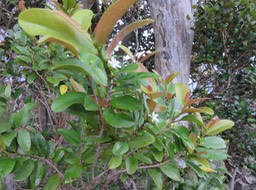 29 Fleurs de Erythroxylon laurifolium- Bois de rongue - Erythroxylacée- BM
