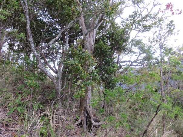 30 Tronc à l'arrière de Scolopia heterophylla (Lam.) Sleumer - Bois de tisane rouge - Salicaceae - Endémique des Mascareignes.