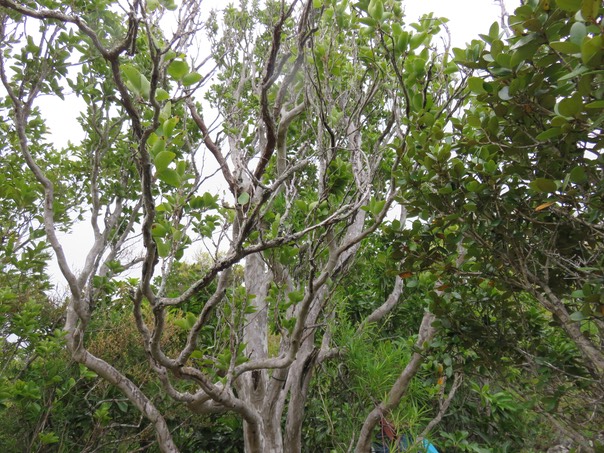 32 Scolopia heterophylla (Lam.) Sleumer - Bois de tisane rouge - Salicaceae - Endémique des Mascareignes.