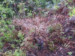 34 Indigofera ammoxylum  (DC.) Polhill - Bois de sable - Fabaceae -Endémique Réunion