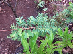 36 Fleurs de Breynia retusa - Mourongue marron / Bois (de) corbeau - Phyllanthaceae - sud de l’Inde