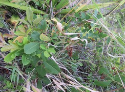 8 Rhus longipes Engl - Faux poivrier blanc - Anacardiaceae - Afrique australe et de l'Est