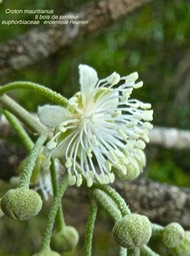 Croton mauritianus . ti bois de senteur .P1480007