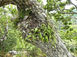 fougère Pyrrosia lanceolata sur le tronc d'un vieux Grand natte P1470967