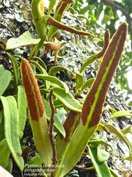 fougère Pyrrosia lanceolata P1470961