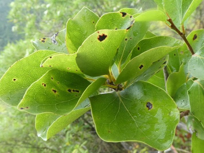 Scolopia heterophylla .bois de tisane rouge .salicaceae P1480118