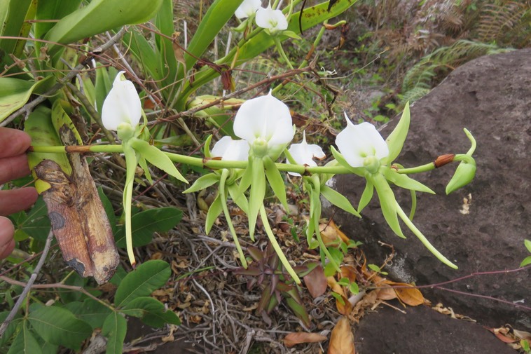 13 - Angraecum eburneum Bory - Petite comète. - Orchidaceae - Indigène Réunion