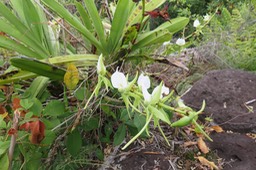 14 - Angraecum eburneum Bory - Petite comète. - Orchidaceae - Indigène Réunion