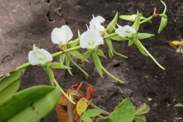 15 - Angraecum eburneum Bory - Petite comète. - Orchidaceae - Indigène Réunion