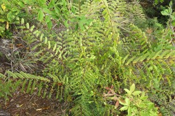 16 - Breynia retusa - Mourongue marron / Bois (de) corbeau - Phyllanthaceae - sud de l’Inde