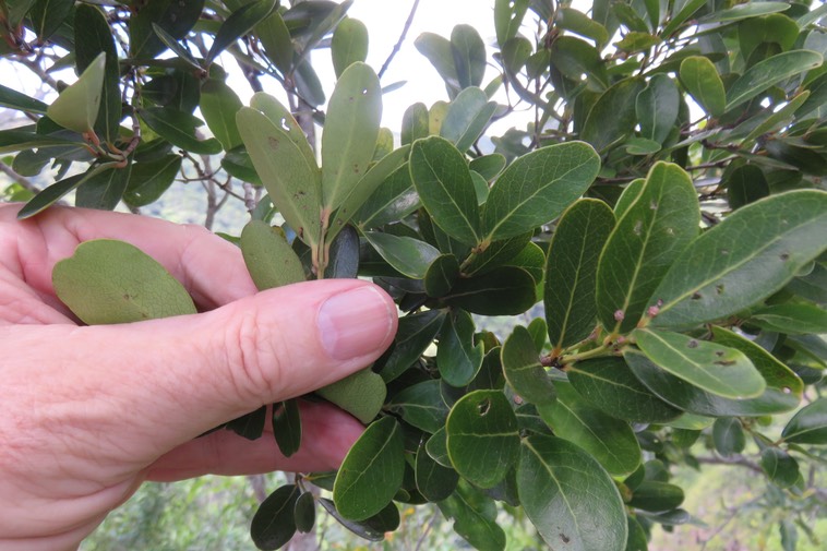 18 - Pleurostylia pachyphloea - Bois d'olive gros peau - Célastracée - B