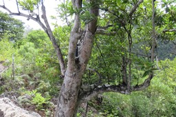 20 - Tronc rosâtre du Elaeodendron orientale (Cassine orientalis) - Bois rouge - CELASTRACEAE - endémique de la Réunion de Maurice et de Rodrigues