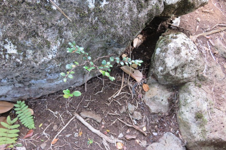 21 - Juvénile Securinega durissima - Bois dur/Corce rouge/Bois de pêche marron - Euphorbiacées > Phyllanthaceae- Indigène à La Réunion, à Maurice, à Madagascar