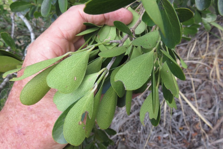 24 - Feuille Pleurostylia pachyphloea - Bois d'olive gros peau - Célastracée - B