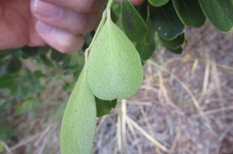 25 Feuille Pleurostylia pachyphloea - Bois d'olive gros peau - Célastracée - B