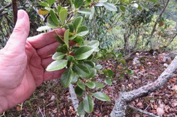 26 Turraea thouarsiana - Bois de quivi - Meliaceae - endémique B M