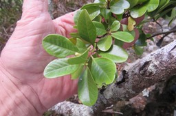 27 -  Fleur de Turraea thouarsiana - Bois de quivi - Meliaceae - endémique B M