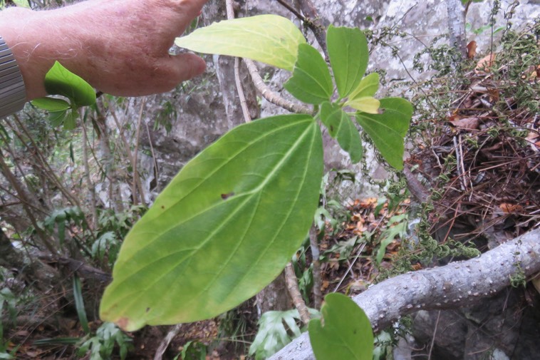 35 - Pouzolzia laevigata - Bois de tension - Urticaceae - Endémique La Réunion, Maurice.