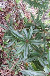 37 - Foetidia mauritiana Lam. - Bois puant - Lecythidaceae - Endémique Réunion et Maurice.