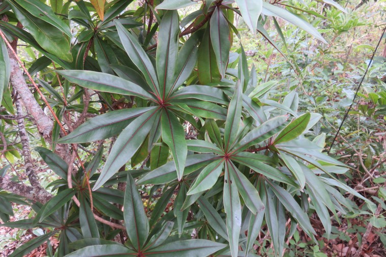 38 - Foetidia mauritiana Lam. - Bois puant - Lecythidaceae - Endémique Réunion et Maurice.
