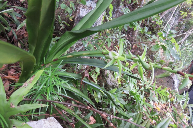 39 - Angraecum eburneum Bory - Petite comète. - Orchidaceae - Indigène Réunion