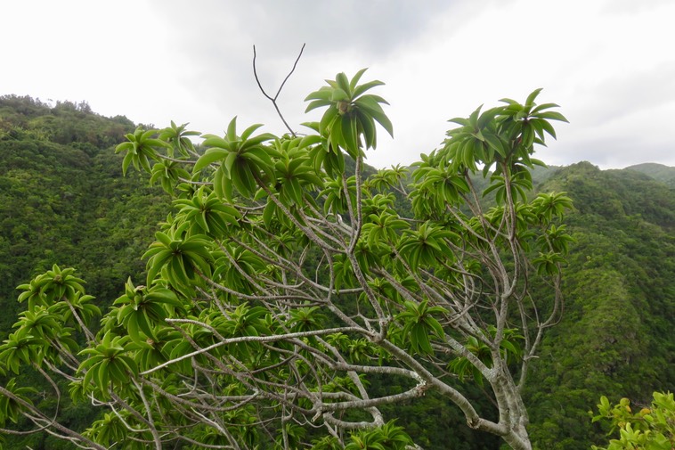 42 - Foetidia mauritiana Lam. - Bois puant - Lecythidaceae - Endémique Réunion et Maurice.