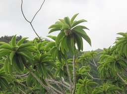 43  Fruit de Foetidia mauritiana Lam. - Bois puant - Lecythidaceae - Endémique Réunion et Maurice.