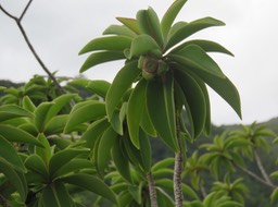 44 - Fruit de Foetidia mauritiana Lam. - Bois puant - Lecythidaceae - Endémique Réunion et Maurice.