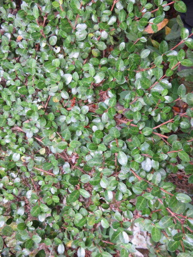 47 - Fernelia buxifolia Lam. - Bois de buis - Rubiaceae - Endémique des Mascareignes