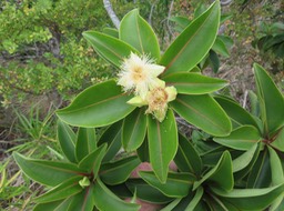 52 - Fleur de Foetidia mauritiana Lam. - Bois puant - Lecythidaceae - Endémique Réunion et Maurice.
