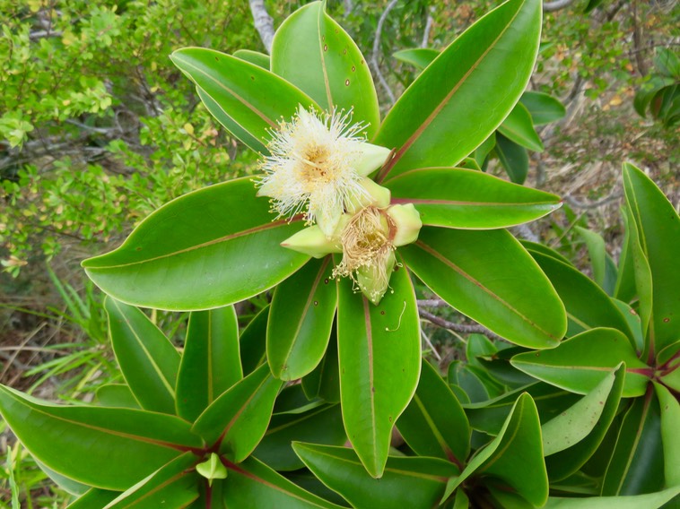 53 - Foetidia mauritiana Lam. - Bois puant - Lecythidaceae - Endémique Réunion et Maurice.